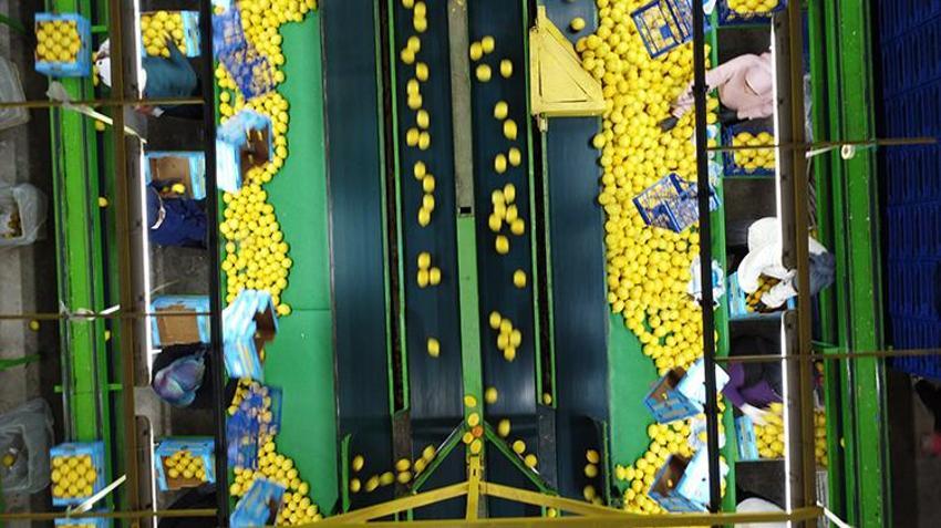 Limonda stokçuların oyunu ortaya çıktı! 'Yeni sezona kadar ülkemize yeter ve artar'