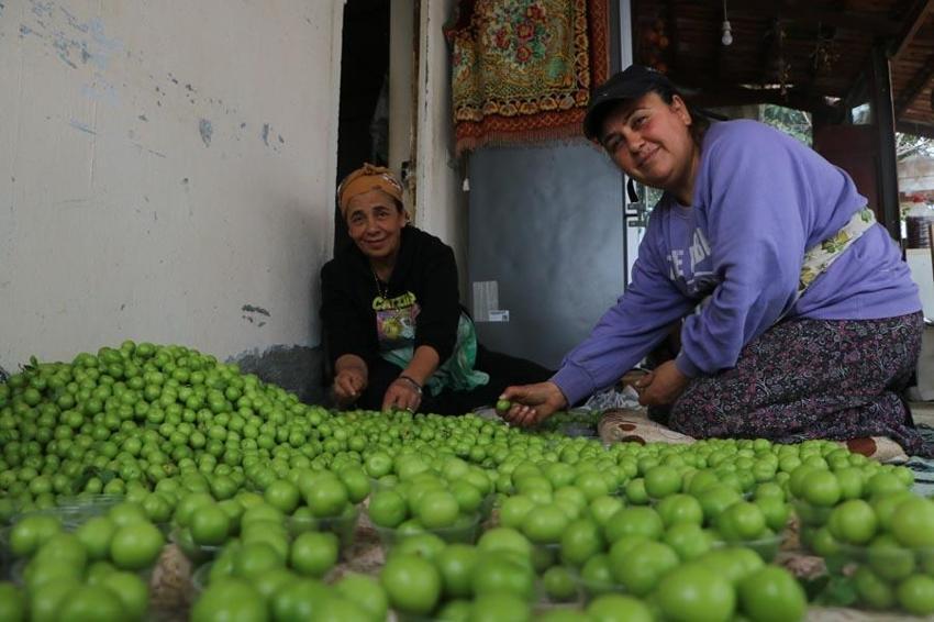 Hatay'da üretiliyor Avrupa'ya gidiyor! Şifa kaynağı meyve kilosu 500 TL’den alıcı buluyor