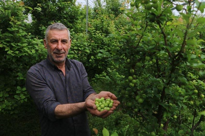 Hatay'da üretiliyor Avrupa'ya gidiyor! Şifa kaynağı meyve kilosu 500 TL’den alıcı buluyor