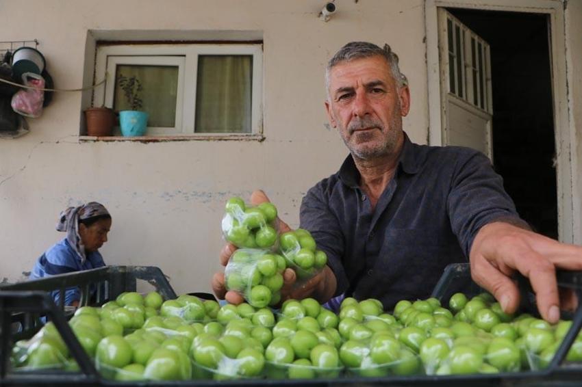 Hatay'da üretiliyor Avrupa'ya gidiyor! Şifa kaynağı meyve kilosu 500 TL’den alıcı buluyor