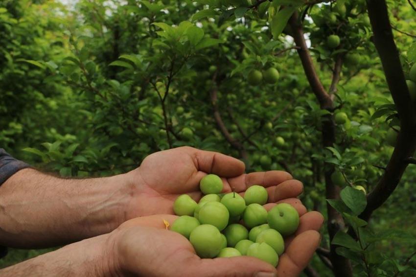 Hatay'da üretiliyor Avrupa'ya gidiyor! Şifa kaynağı meyve kilosu 500 TL’den alıcı buluyor
