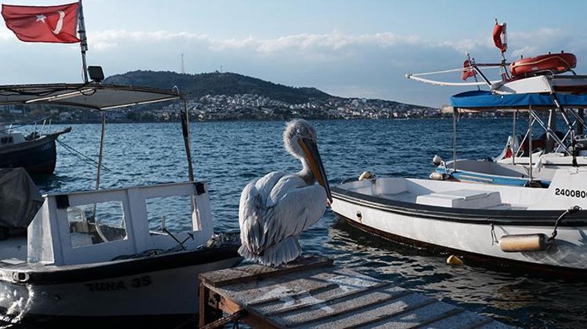 Yaralı halde sığındı, 4 yıldır ayrılmıyor: Pelikan Tosun, Foça'nın maskotu oldu