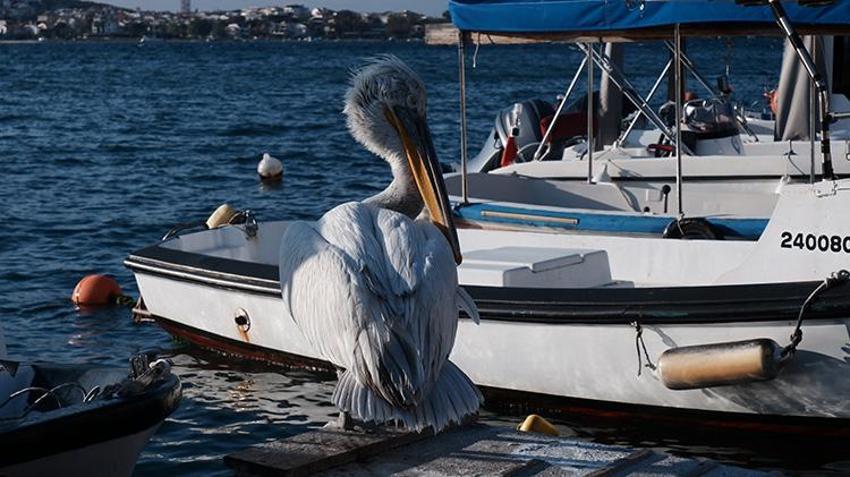 Yaralı halde sığındı, 4 yıldır ayrılmıyor: Pelikan Tosun, Foça'nın maskotu oldu