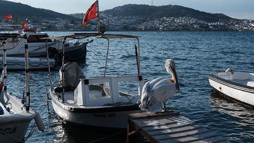 Yaralı halde sığındı, 4 yıldır ayrılmıyor: Pelikan Tosun, Foça'nın maskotu oldu