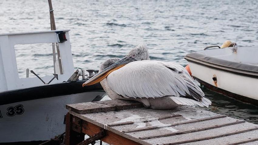 Yaralı halde sığındı, 4 yıldır ayrılmıyor: Pelikan Tosun, Foça'nın maskotu oldu