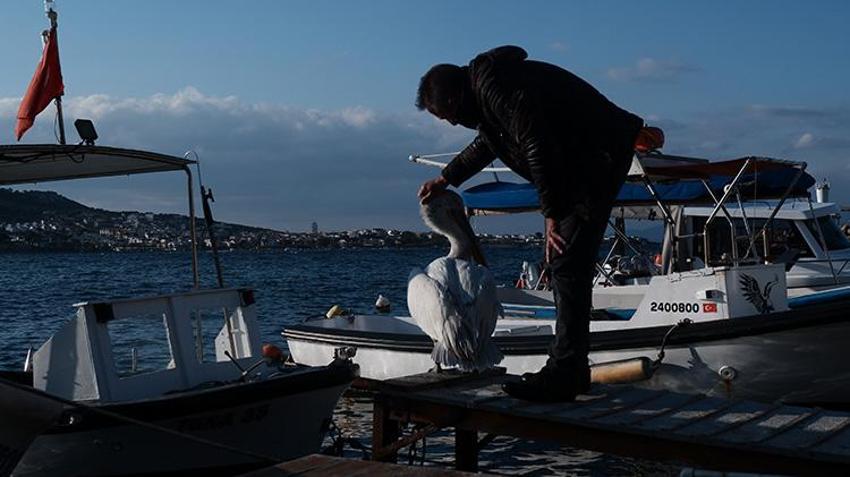 Yaralı halde sığındı, 4 yıldır ayrılmıyor: Pelikan Tosun, Foça'nın maskotu oldu
