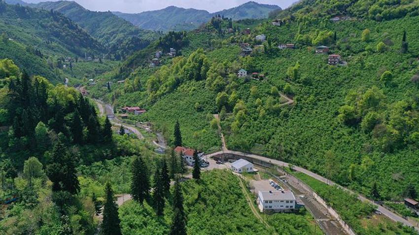 Orta ve Doğu Karadeniz'de fındık sezonu! Hazırlıklar başladı
