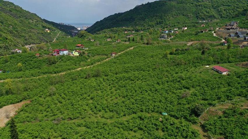 Orta ve Doğu Karadeniz'de fındık sezonu! Hazırlıklar başladı
