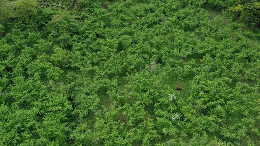 Orta ve Doğu Karadeniz'de fındık sezonu! Hazırlıklar başladı