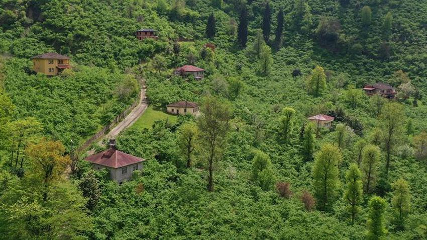 Orta ve Doğu Karadeniz'de fındık sezonu! Hazırlıklar başladı