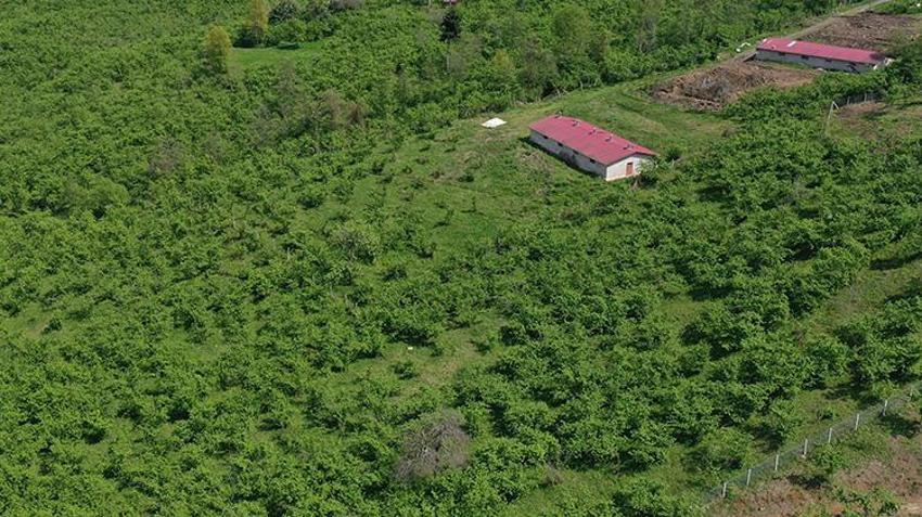 Orta ve Doğu Karadeniz'de fındık sezonu! Hazırlıklar başladı