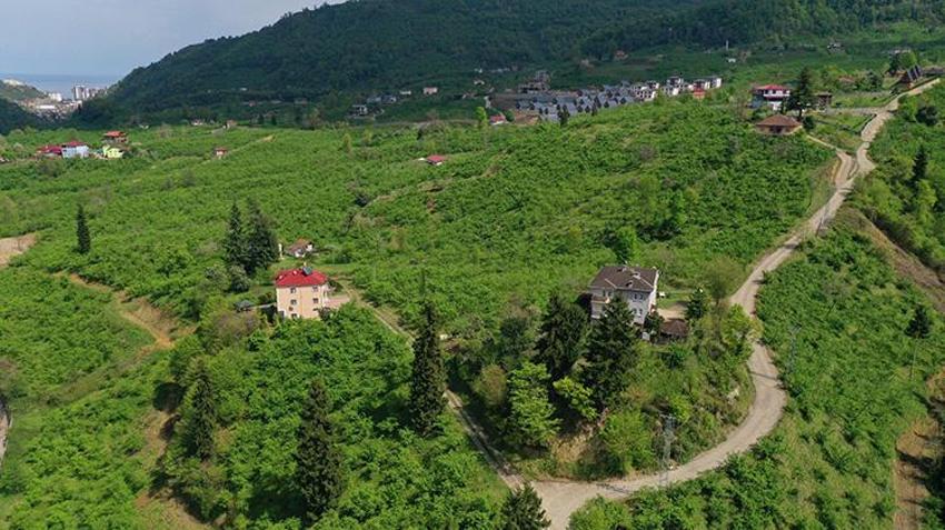 Orta ve Doğu Karadeniz'de fındık sezonu! Hazırlıklar başladı