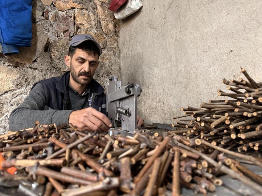 Tokat'ta üretilen narenciye üzümü fideleri 35 ile gönderiliyor