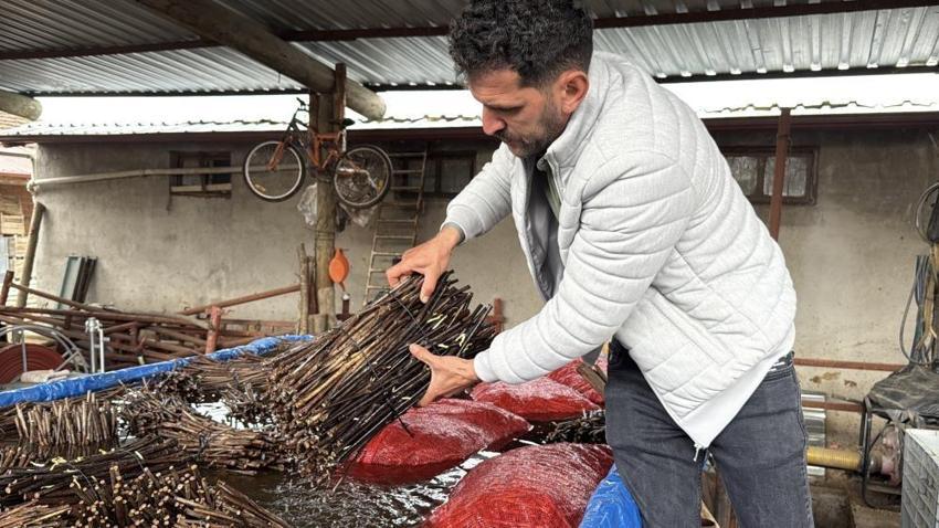 Tokat'ta üretilen narenciye üzümü fideleri 35 ile gönderiliyor