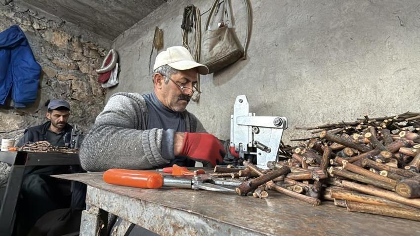 Tokat'ta üretilen narenciye üzümü fideleri 35 ile gönderiliyor