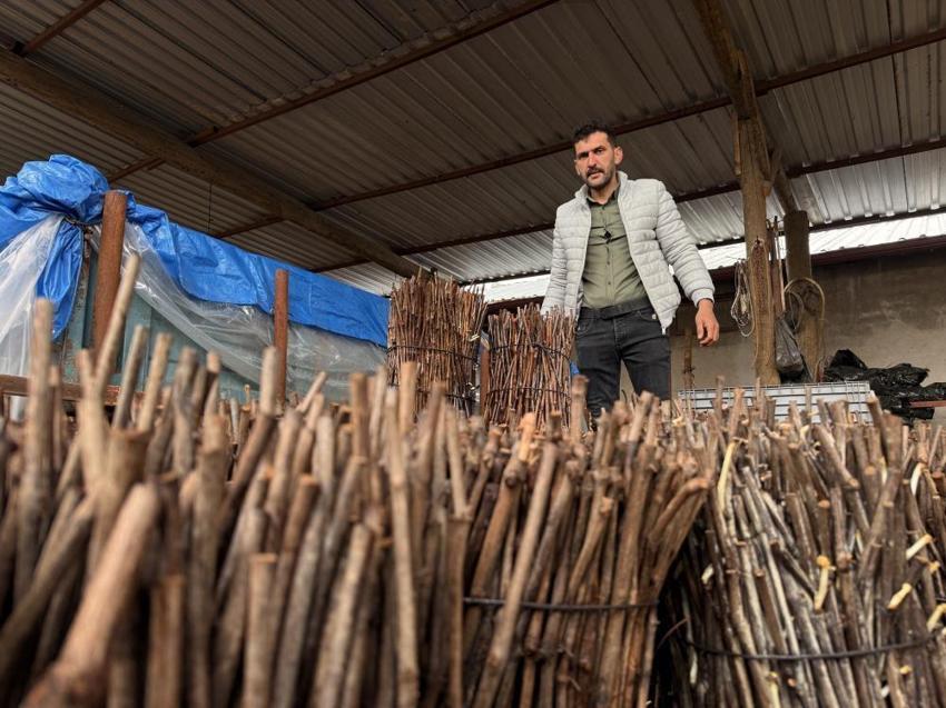 Tokat'ta üretilen narenciye üzümü fideleri 35 ile gönderiliyor