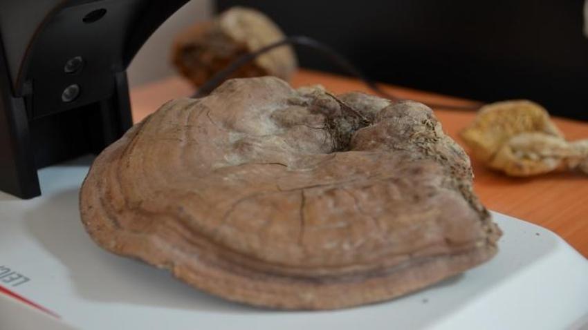 Konya'da 30 bin örnek mantarla öğrencilere uygulamalı eğitim fırsatı sunuluyor