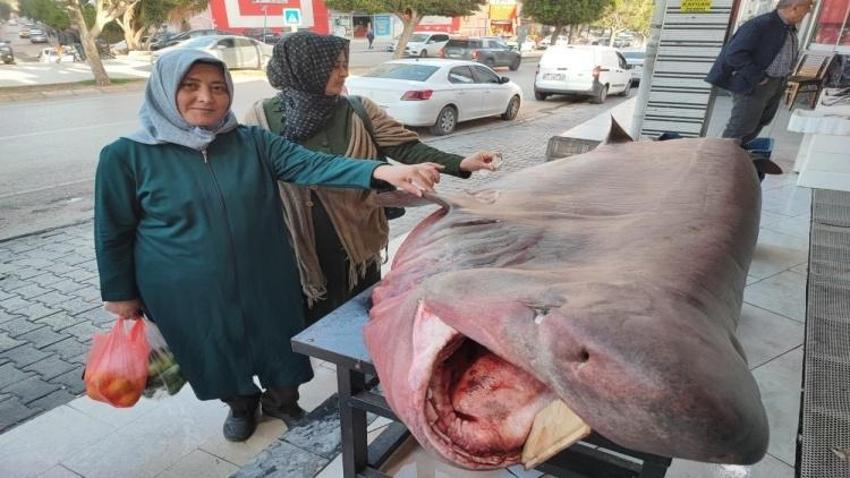 Bir haftada 3 kez dev köpek balığı yakalandı! Dokunma yarışı yapıldı