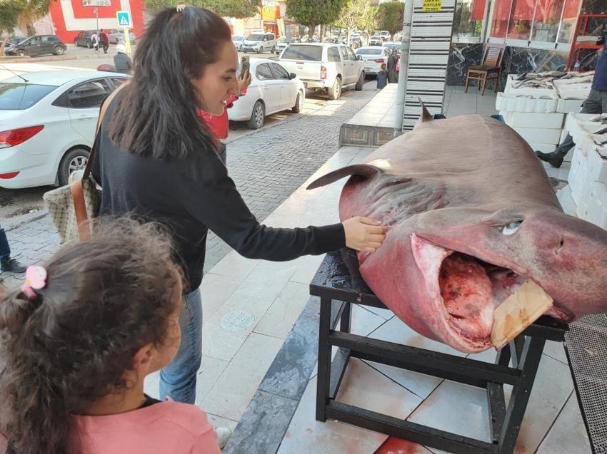 Bir haftada 3 kez dev köpek balığı yakalandı! Dokunma yarışı yapıldı