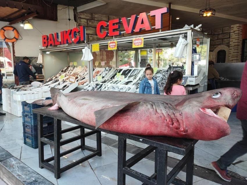 Bir haftada 3 kez dev köpek balığı yakalandı! Dokunma yarışı yapıldı