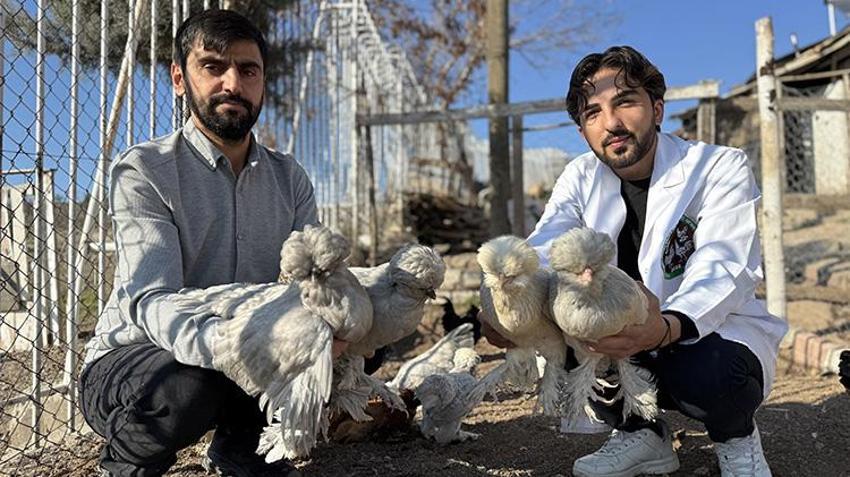Birisi veteriner diğeri hemşire! Osmanlı mirası 'sultan tavuğu' üretimi için kolları sıvadı: Kiraladıkları evi üretim merkezine dönüştürdüler