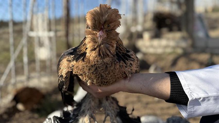 Birisi veteriner diğeri hemşire! Osmanlı mirası 'sultan tavuğu' üretimi için kolları sıvadı: Kiraladıkları evi üretim merkezine dönüştürdüler