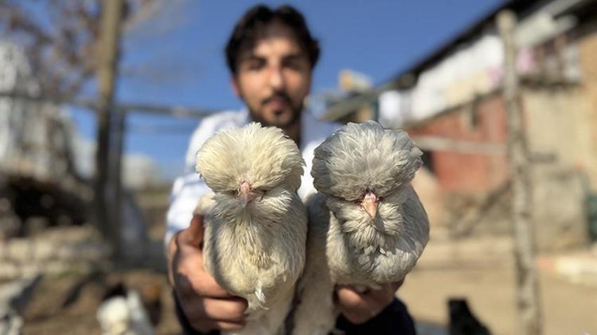Birisi veteriner diğeri hemşire! Osmanlı mirası 'sultan tavuğu' üretimi için kolları sıvadı: Kiraladıkları evi üretim merkezine dönüştürdüler