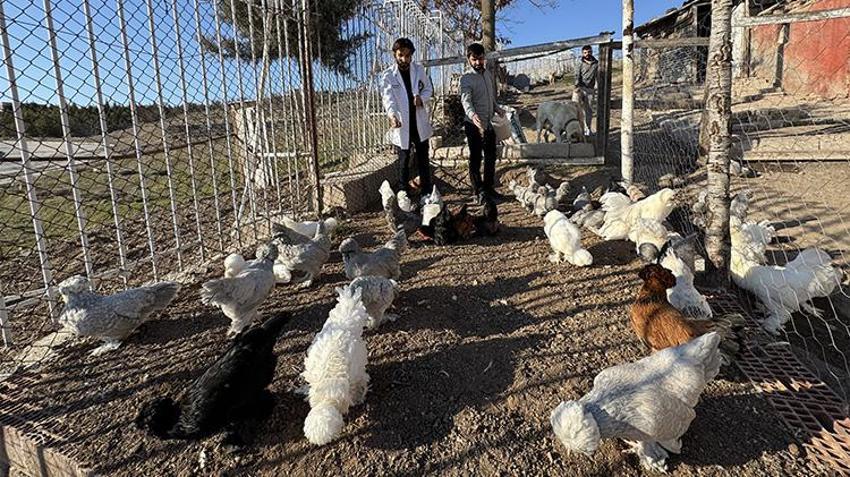 Birisi veteriner diğeri hemşire! Osmanlı mirası 'sultan tavuğu' üretimi için kolları sıvadı: Kiraladıkları evi üretim merkezine dönüştürdüler
