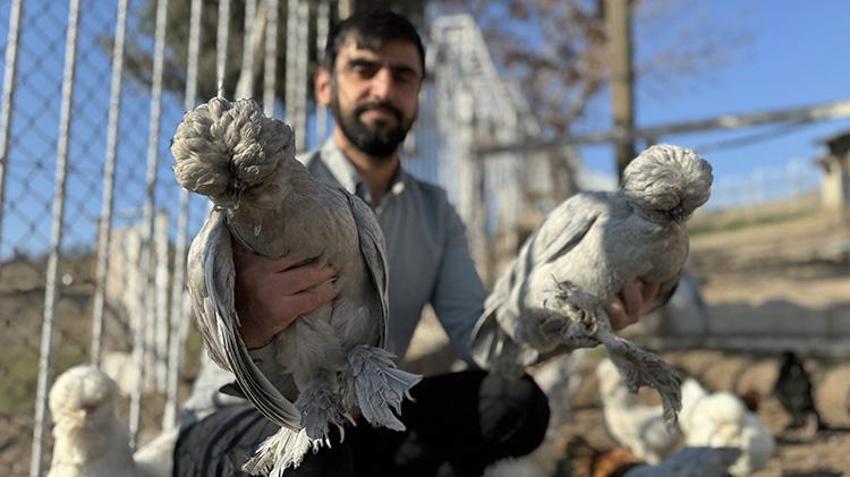Birisi veteriner diğeri hemşire! Osmanlı mirası 'sultan tavuğu' üretimi için kolları sıvadı: Kiraladıkları evi üretim merkezine dönüştürdüler