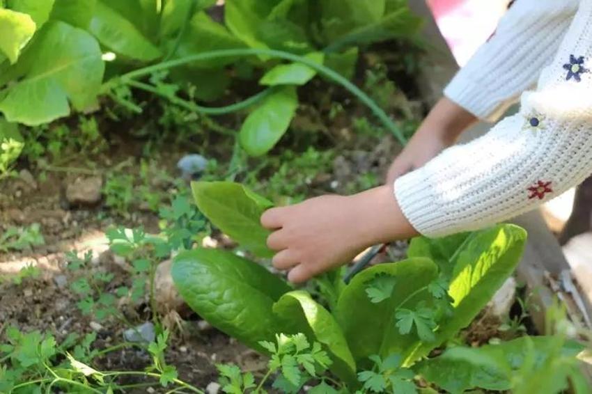 Anaokulu öğrencileri kendi yemeklerini kendi hazırlıyor