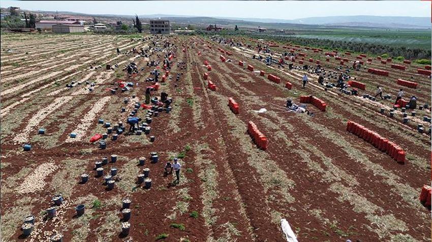 Amik Ovası'nın bereketli topraklarında hasat vakti! Yüksek rekolte çiftçinin yüzünü güldürdü