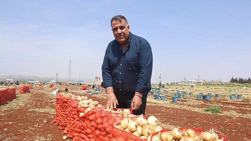Amik Ovası'nın bereketli topraklarında hasat vakti! Yüksek rekolte çiftçinin yüzünü güldürdü