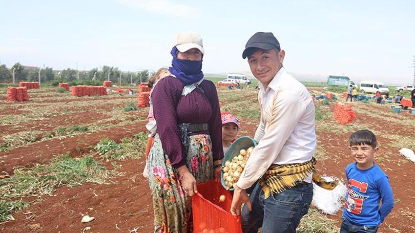 Amik Ovası'nın bereketli topraklarında hasat vakti! Yüksek rekolte çiftçinin yüzünü güldürdü