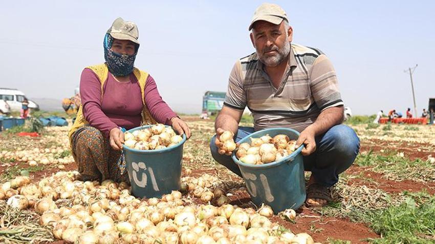 Amik Ovası'nın bereketli topraklarında hasat vakti! Yüksek rekolte çiftçinin yüzünü güldürdü