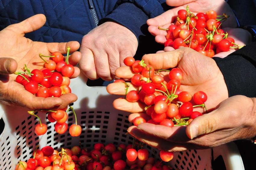 Manisa'da ilk hasat yapıldı, açık artırma ile satıldı! Fiyatı gram altınla yarışıyor