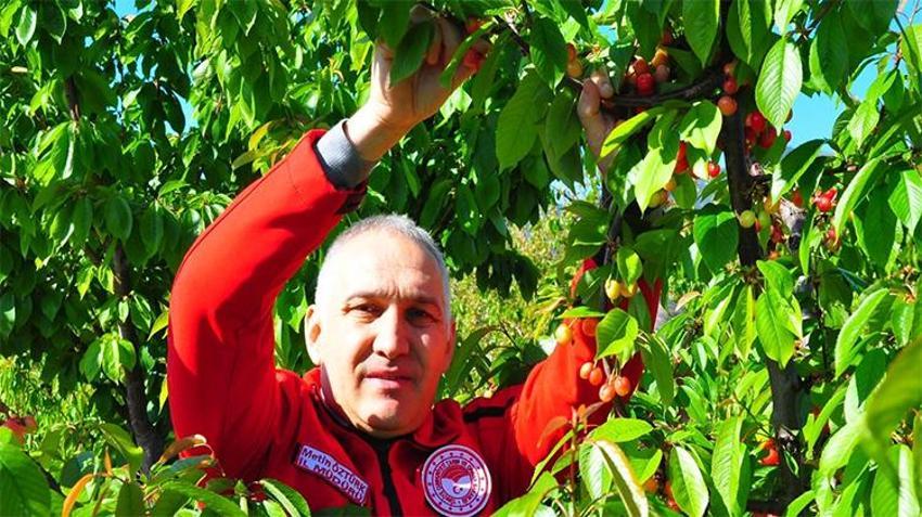 Manisa'da ilk hasat yapıldı, açık artırma ile satıldı! Fiyatı gram altınla yarışıyor