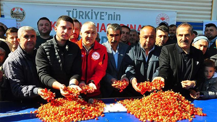 Manisa'da ilk hasat yapıldı, açık artırma ile satıldı! Fiyatı gram altınla yarışıyor