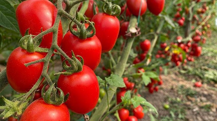 Üreticiden fiyat farkına tepki: Bizden 15 TL'ye alınıyor marketlerde 70 TL'ye satıyorlar