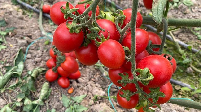 Üreticiden fiyat farkına tepki: Bizden 15 TL'ye alınıyor marketlerde 70 TL'ye satıyorlar