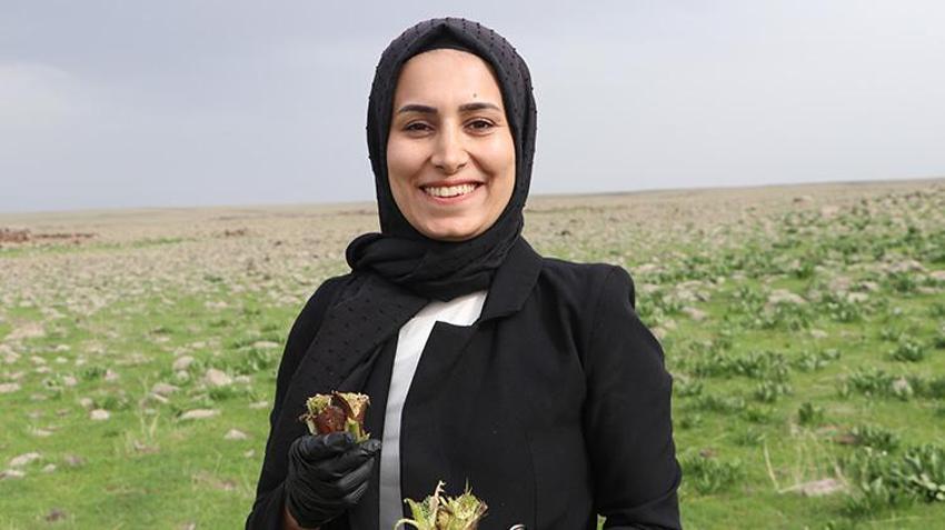 Karacadağ eteklerinden sofraya! Baharın gelmesiyle toplamaya başladılar