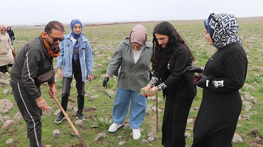 Karacadağ eteklerinden sofraya! Baharın gelmesiyle toplamaya başladılar