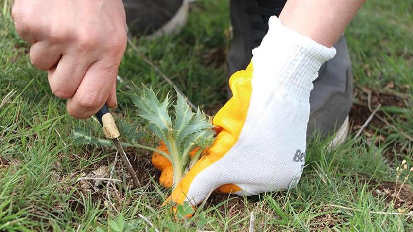 Karacadağ eteklerinden sofraya! Baharın gelmesiyle toplamaya başladılar