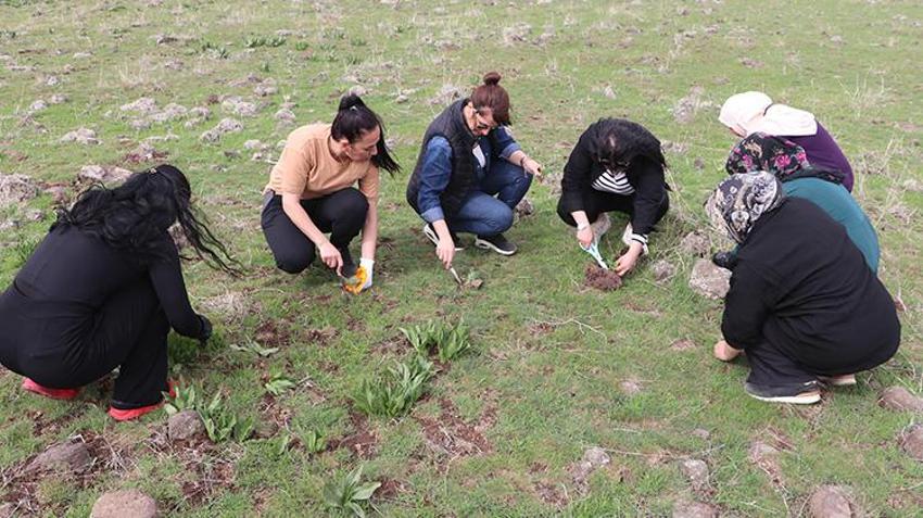Karacadağ eteklerinden sofraya! Baharın gelmesiyle toplamaya başladılar
