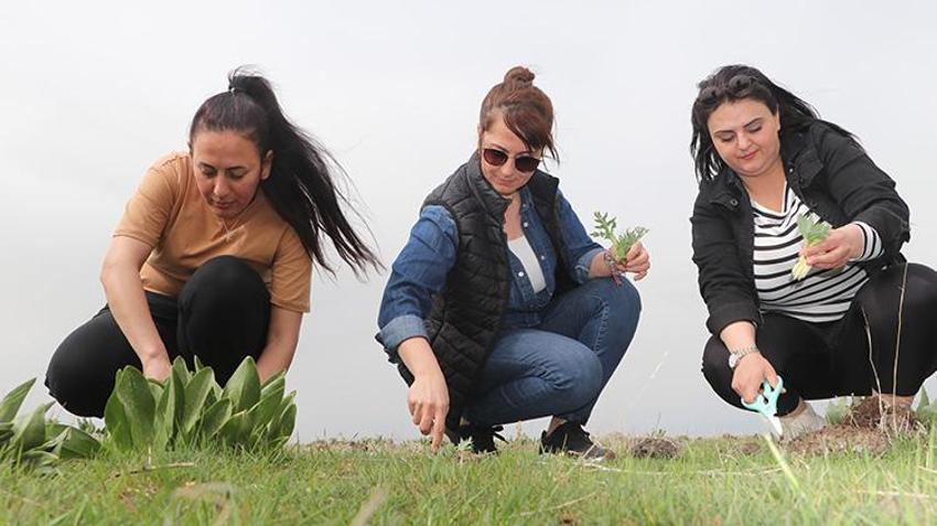 Karacadağ eteklerinden sofraya! Baharın gelmesiyle toplamaya başladılar