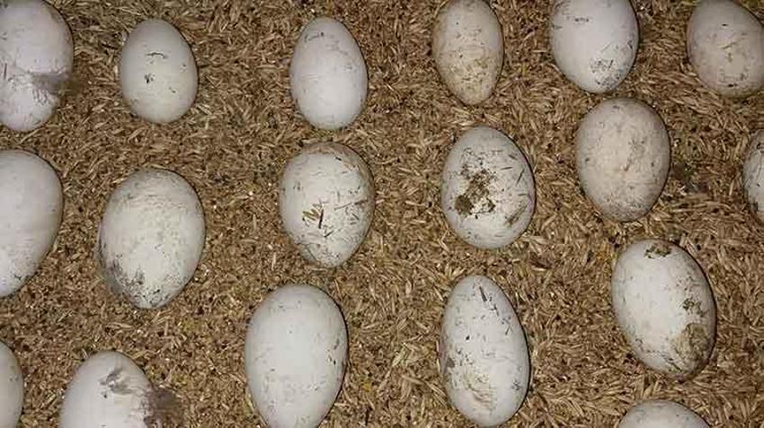 Yeni gelir kapısı oldu! Çiftçiler talebe yetişemiyor 