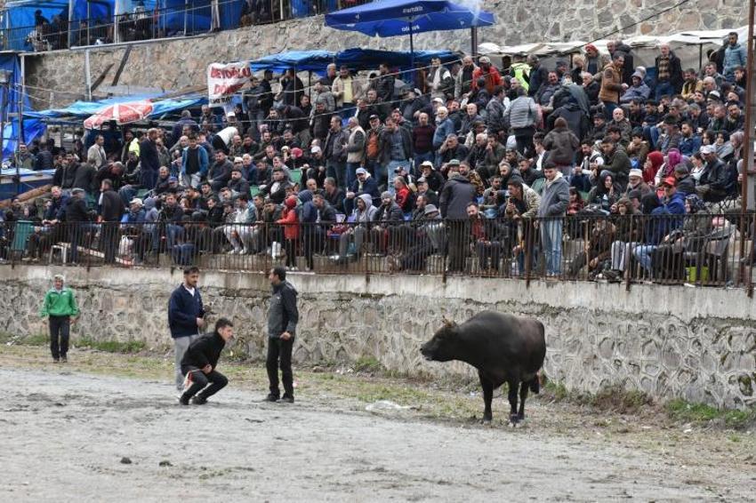Artvin'de "Yusufeli Sarıgöl 30. Geleneksel Boğa Güreşleri Festivali" yapıldı