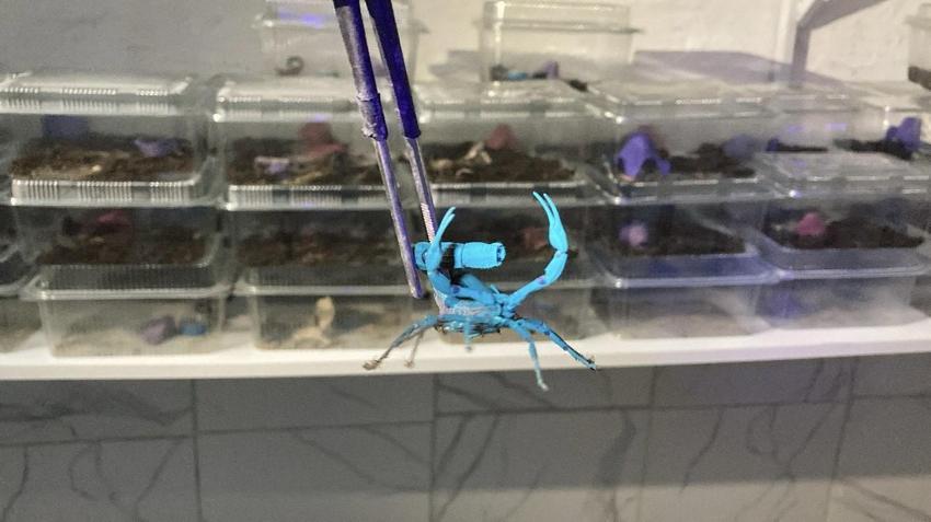 İnternetten video izlerken yeni işini buldu! Genç girişimci kimsenin cesaret edemediğini yaptı, paraya para demiyor