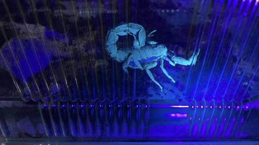 İnternetten video izlerken yeni işini buldu! Genç girişimci kimsenin cesaret edemediğini yaptı, paraya para demiyor