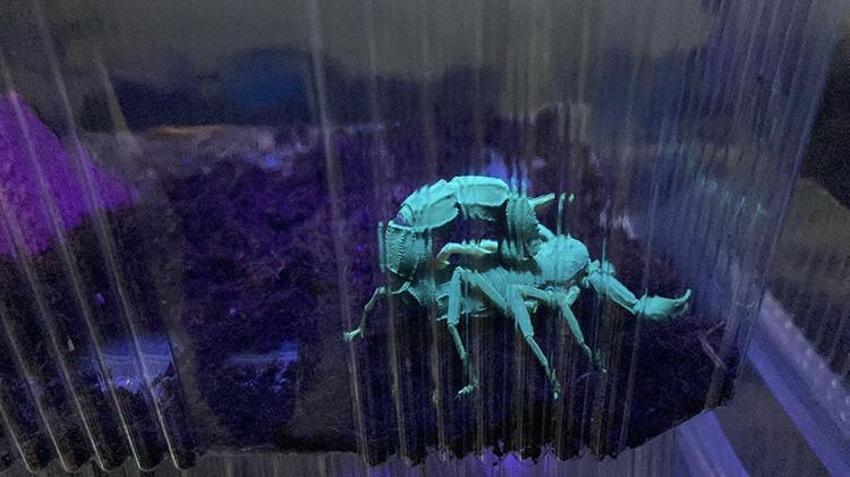 İnternetten video izlerken yeni işini buldu! Genç girişimci kimsenin cesaret edemediğini yaptı, paraya para demiyor