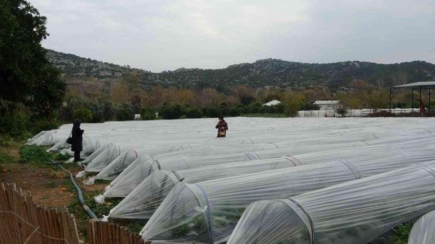 Eşini bu işe zor ikna etti, 5 dönüm araziyle ihracata başladı! Haftada 300 kilo üretip kilosunu 80 liraya satıyor!